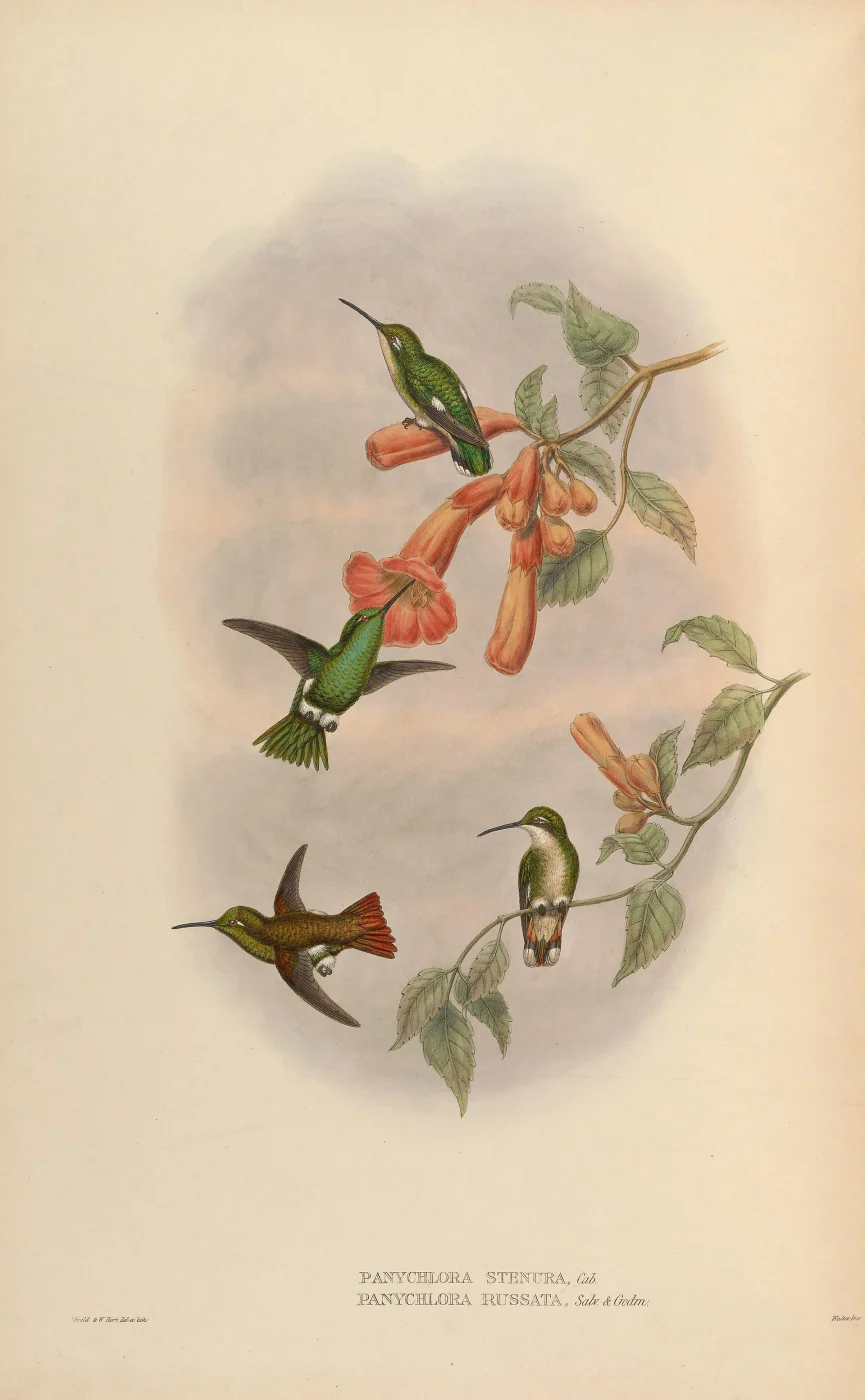Narrow-tailed Emerald