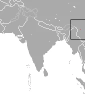 Pygmy Brown-toothed Shrew