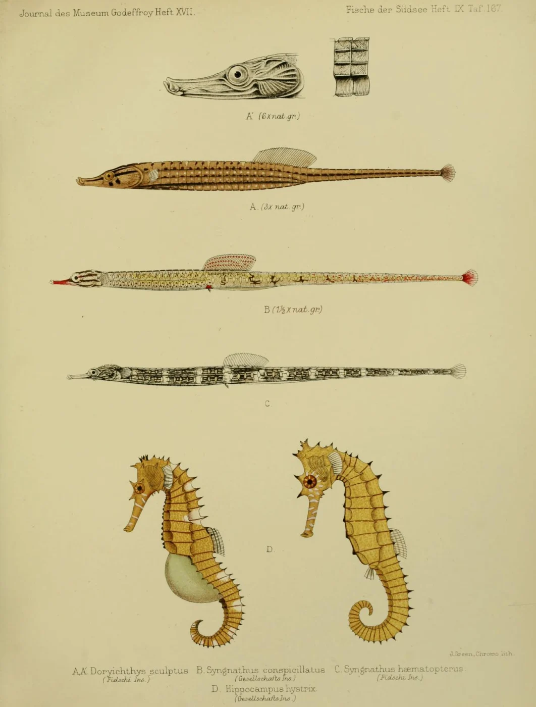 Sculptured Pipefish