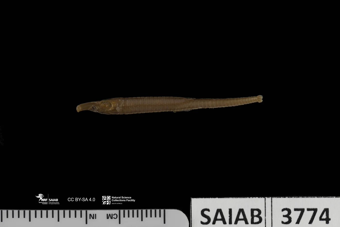 Shortfin Pipefish