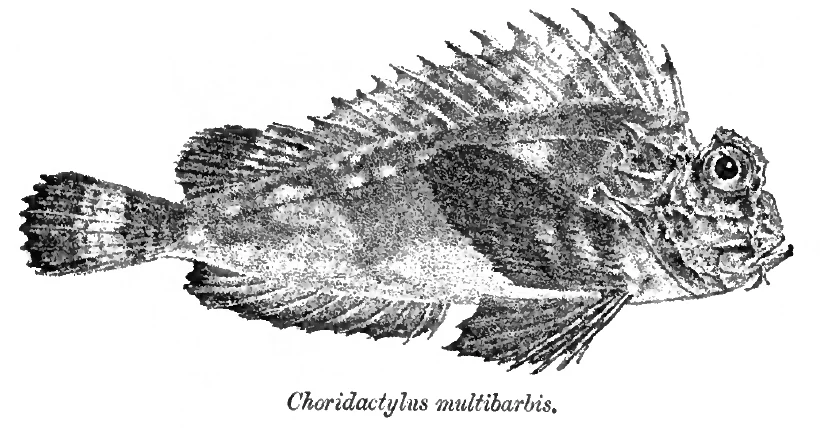 Three-Stick Stingfish