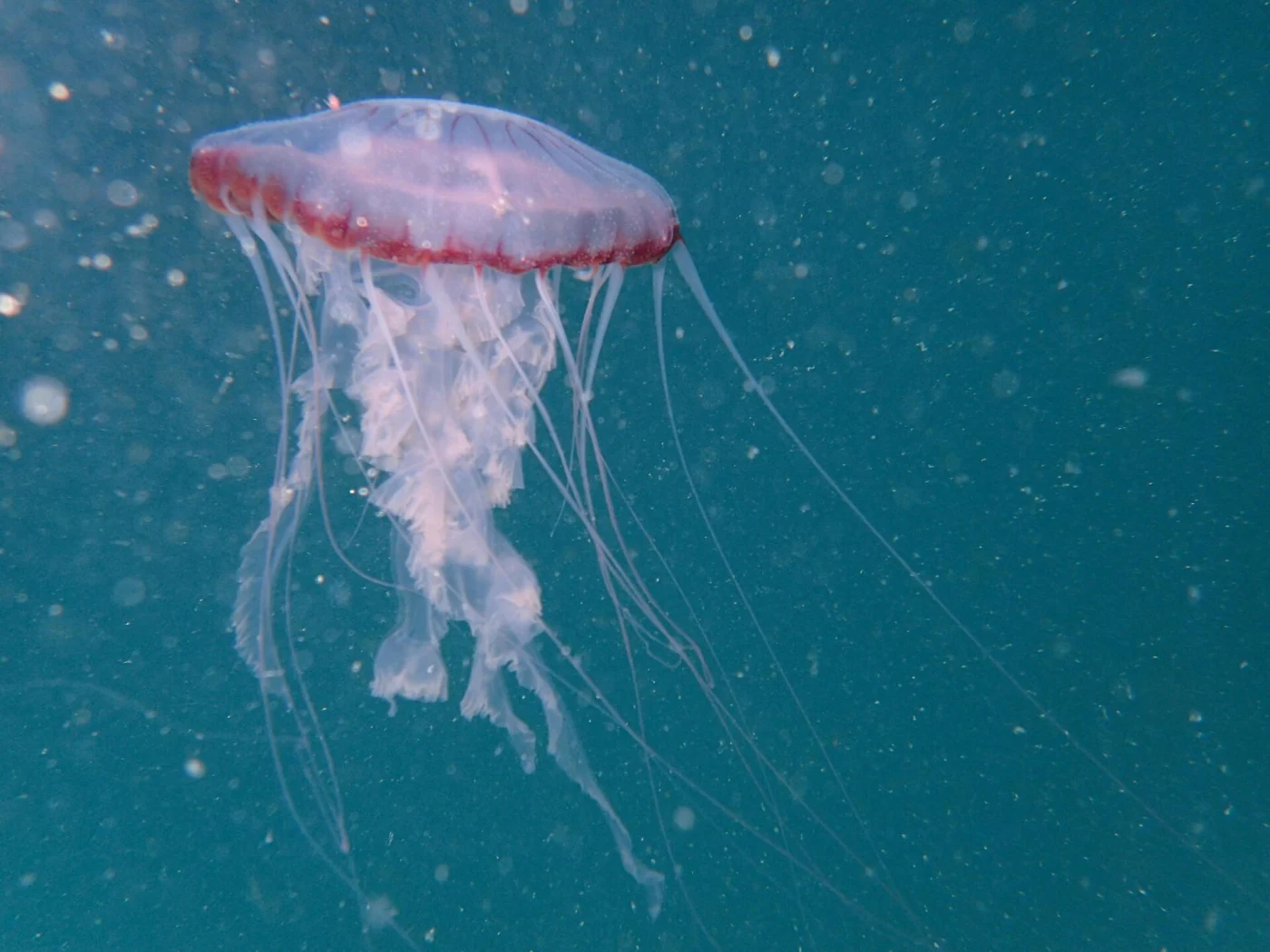African compass jelly