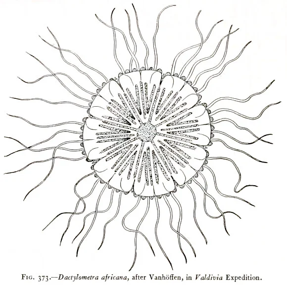 Benguela Compass Jelly