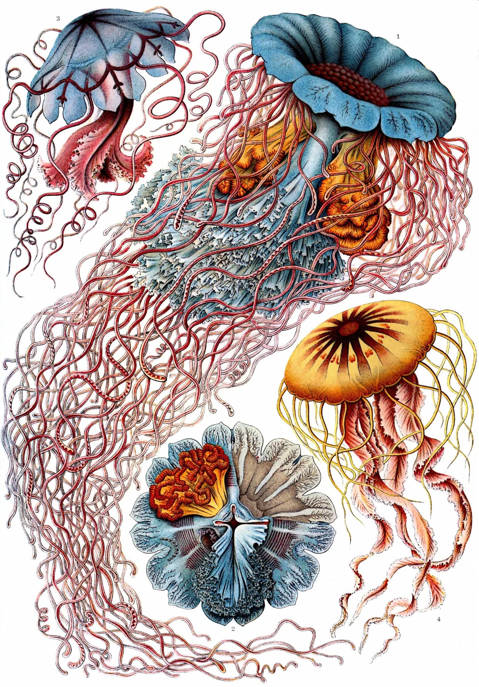 Compass Jelly