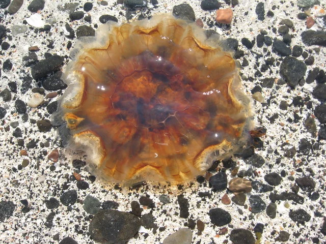 Chrysaora isosceles