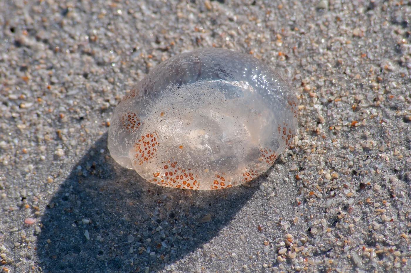 Jellyfish