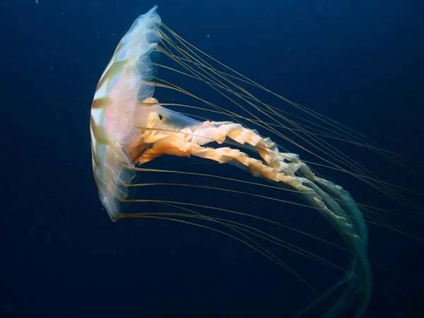 Northern sea nettle
