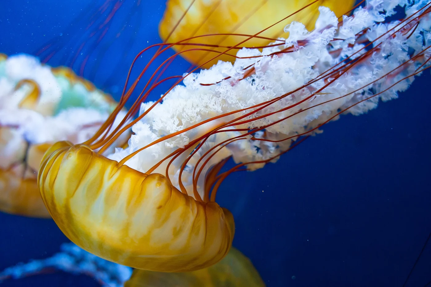 Japanese sea nettle
