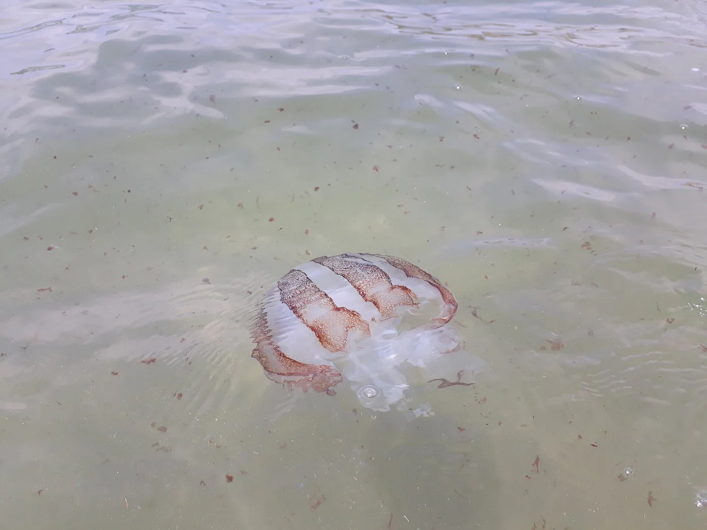 South American Sea Nettle