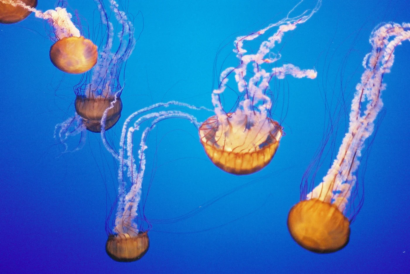 Atlantic Sea Nettle