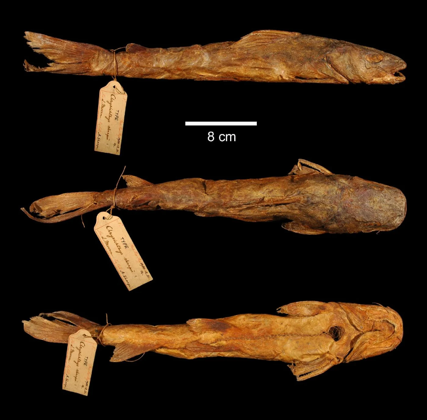 Shovelnose Catfish