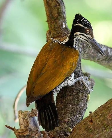 White-naped Flameback / White-naped Woodpecker