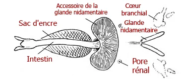 Chtenopteryx sepioloides