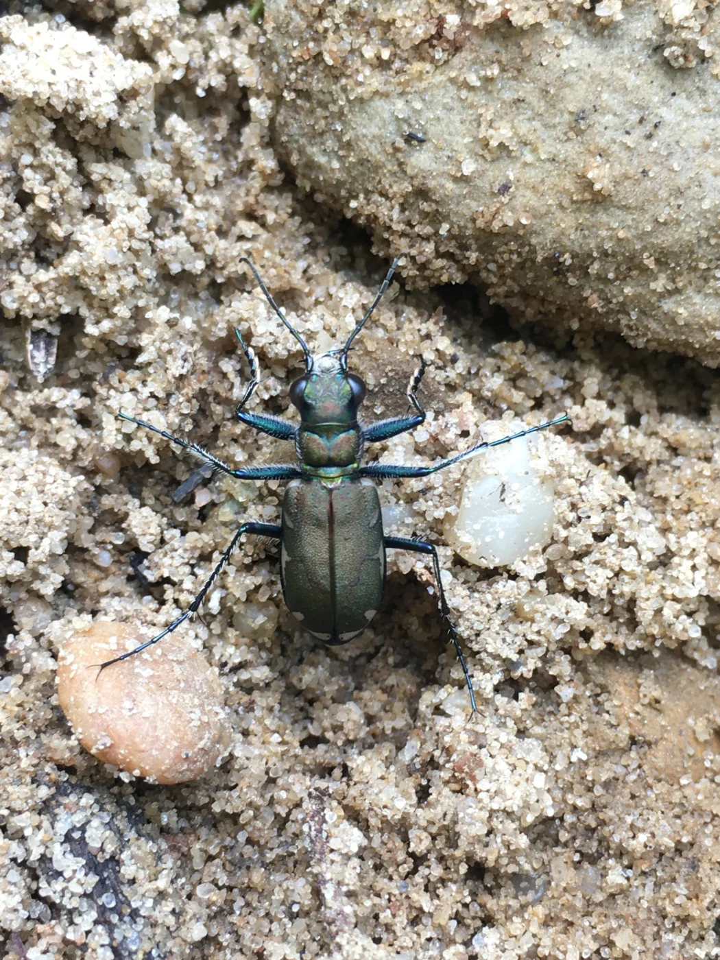 Appalachian Tiger Beetle