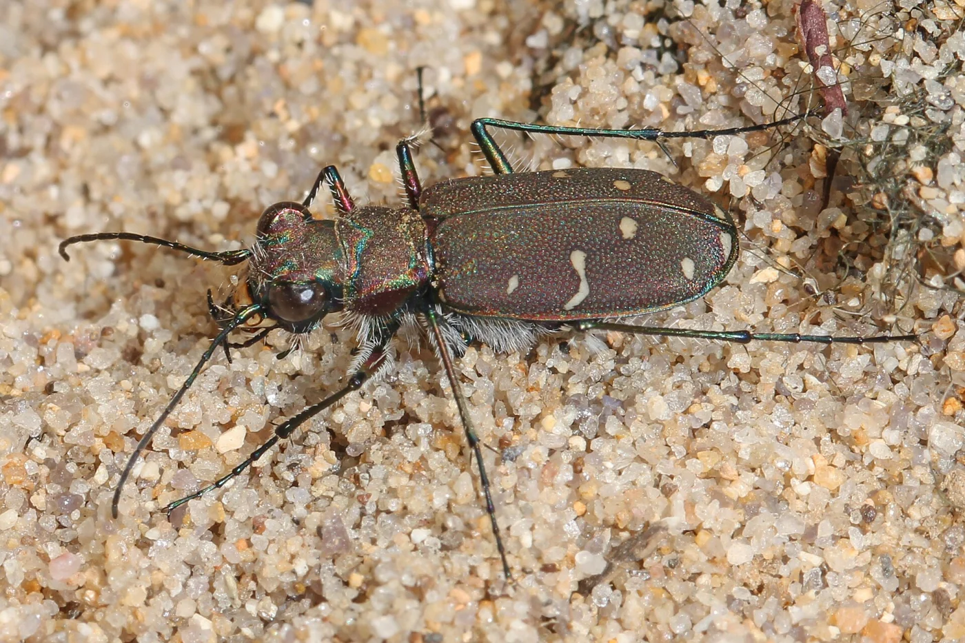 Twelve-spotted Tiger Beetle