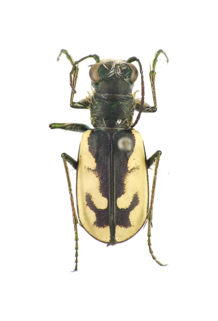 Western Beach Tiger Beetle