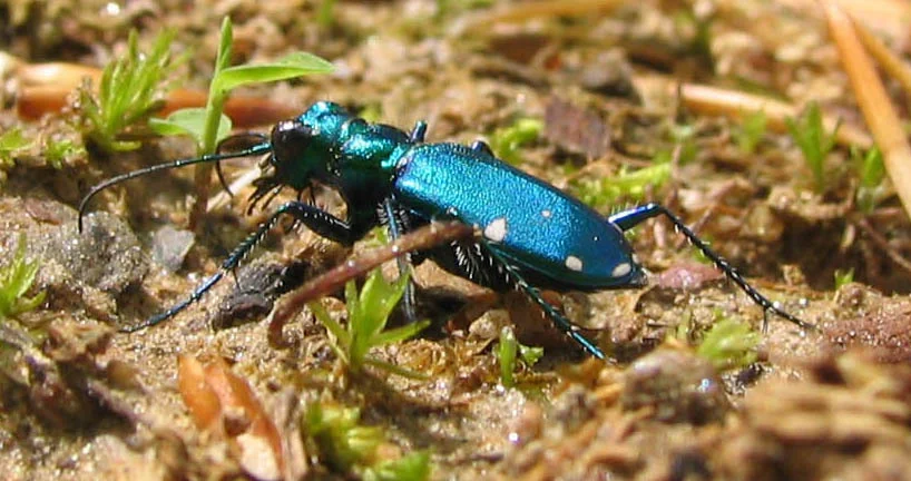 Six Spotted Tiger Beetle