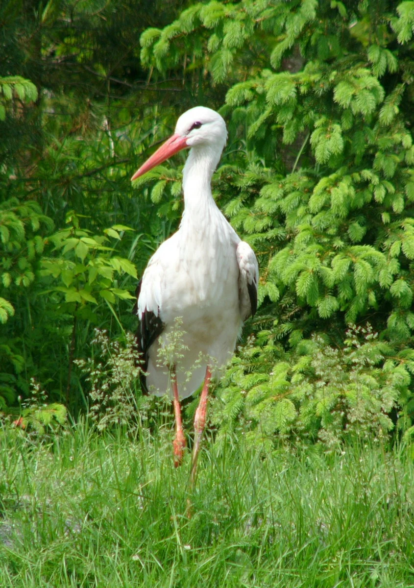 White Stork