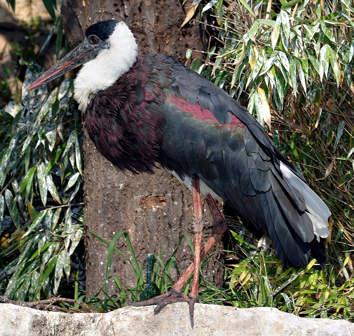 Asian Woolly-necked Stork