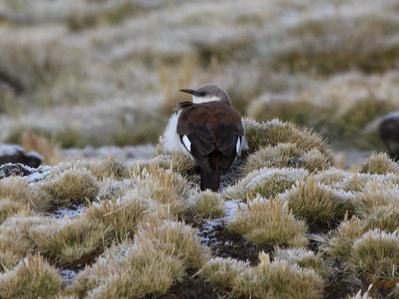 White-bellied Cinclodes