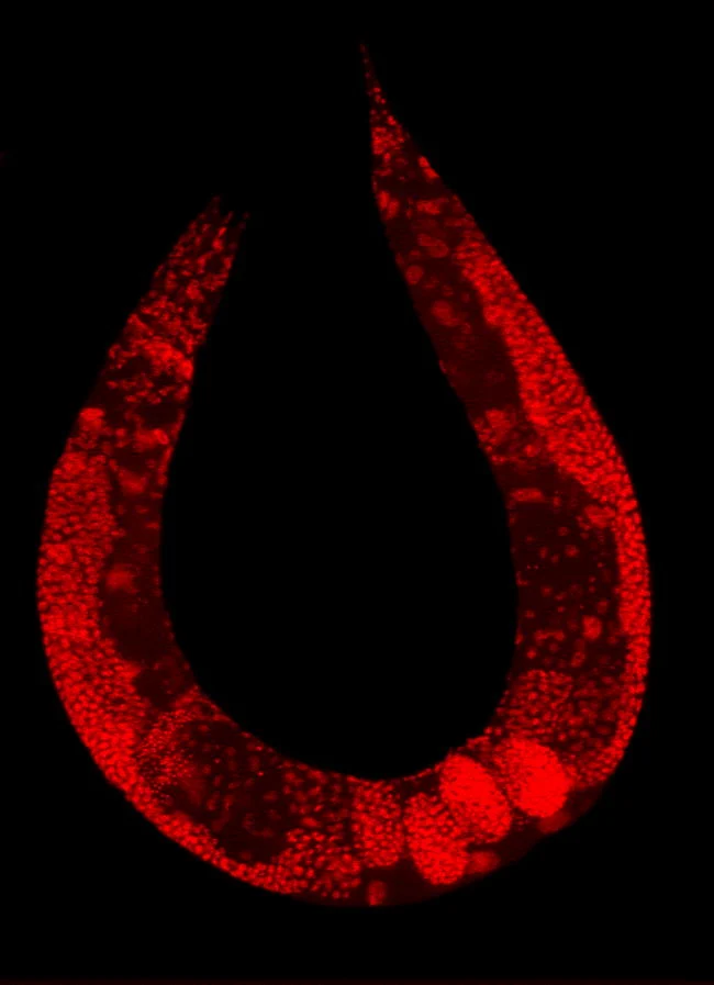 Cinctipora elegans