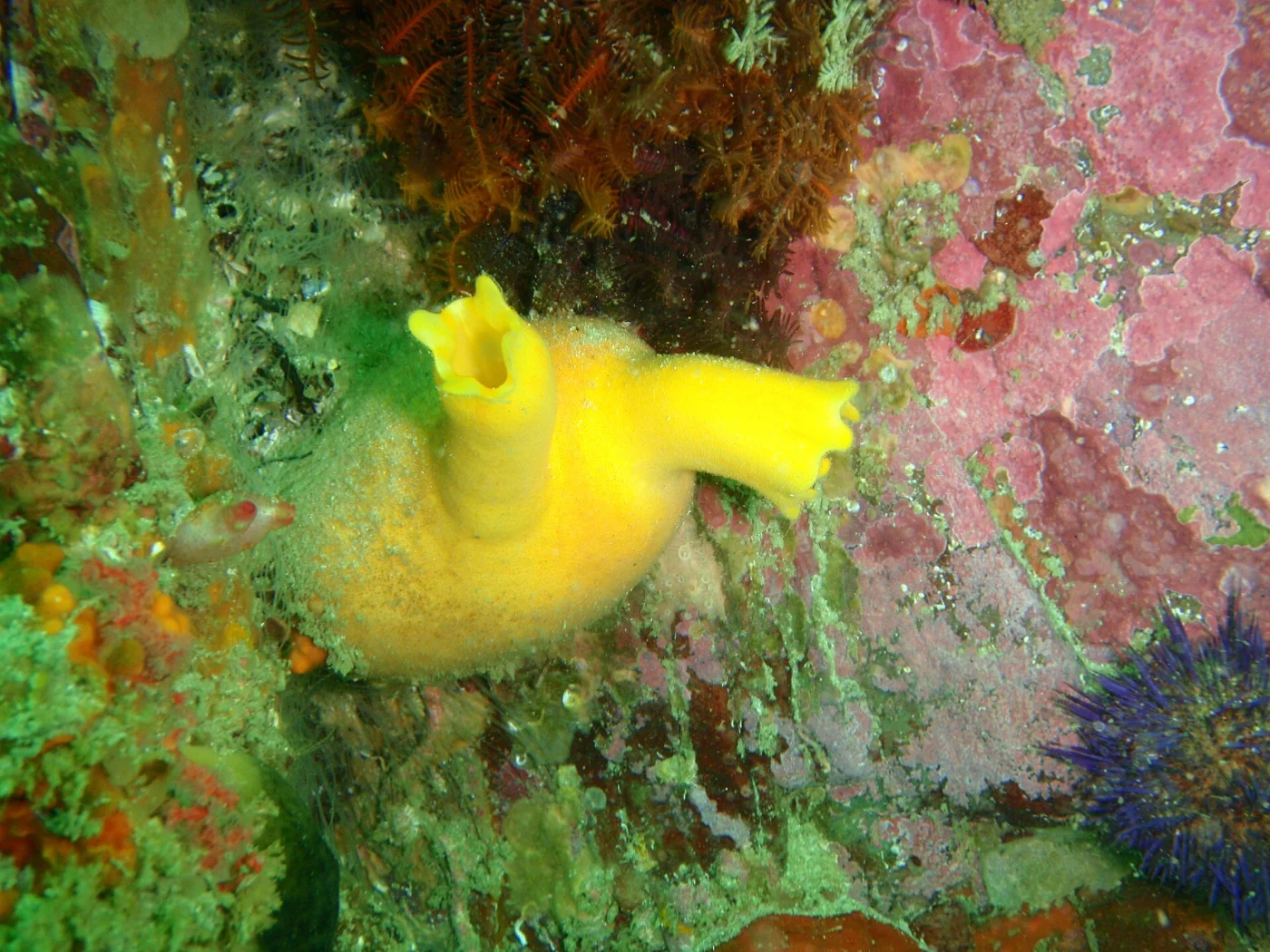 yellow sea squirt