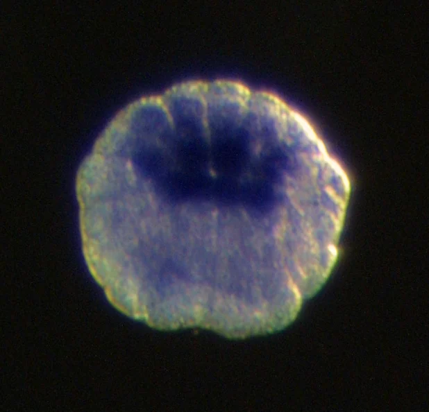 Sea Vase