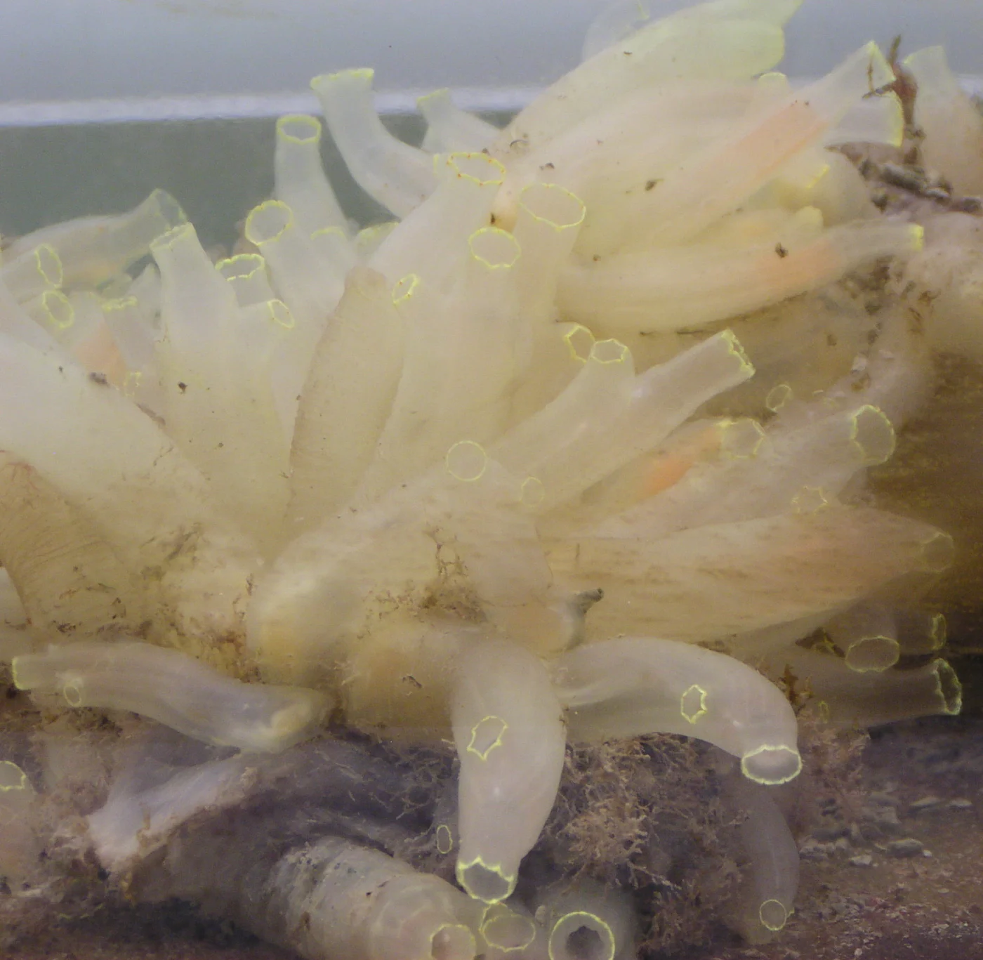 Ciona mollis