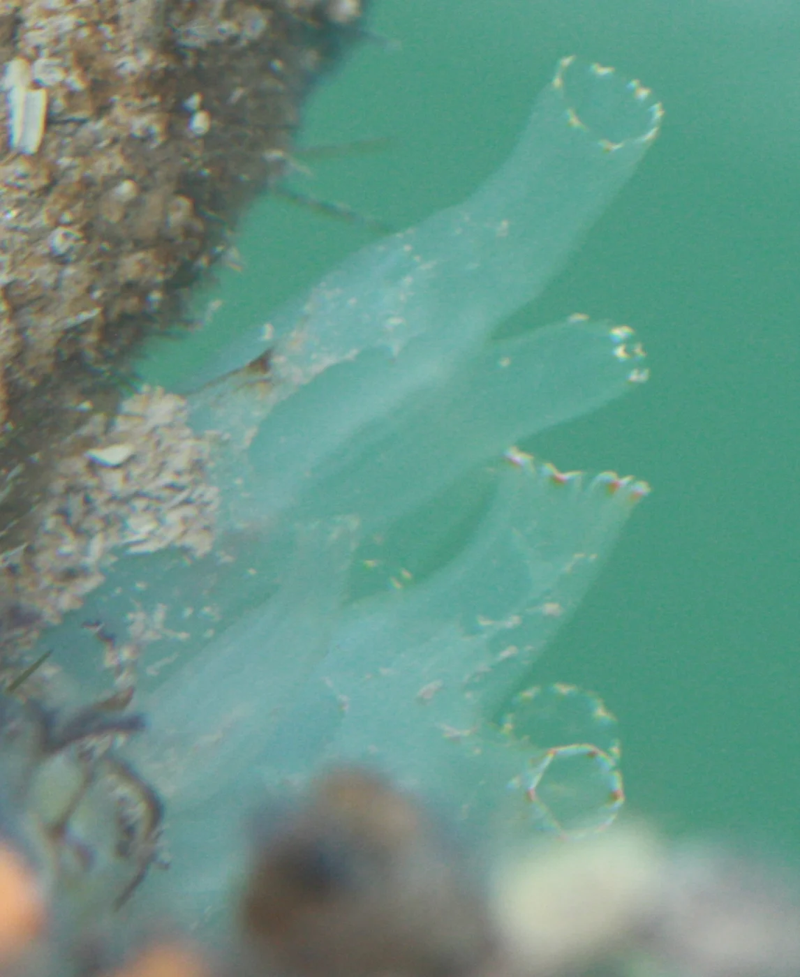 Pacific transparent sea squirt