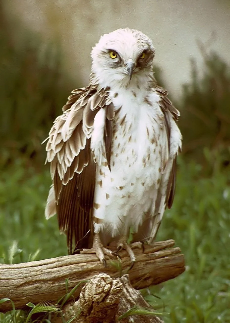 Short-toed Snake-Eagle