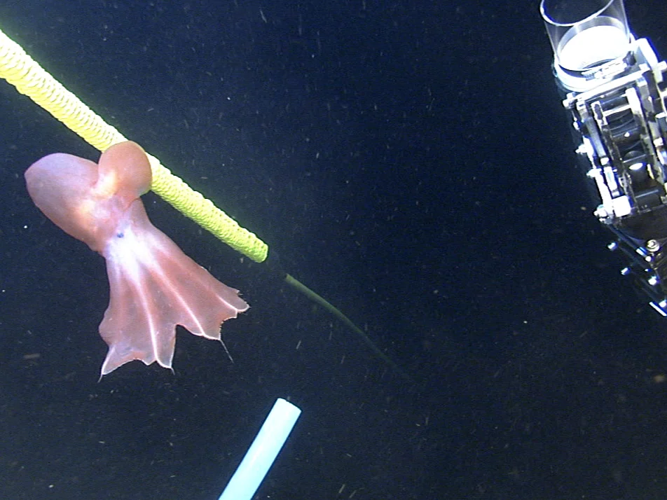 Arctic Octopus