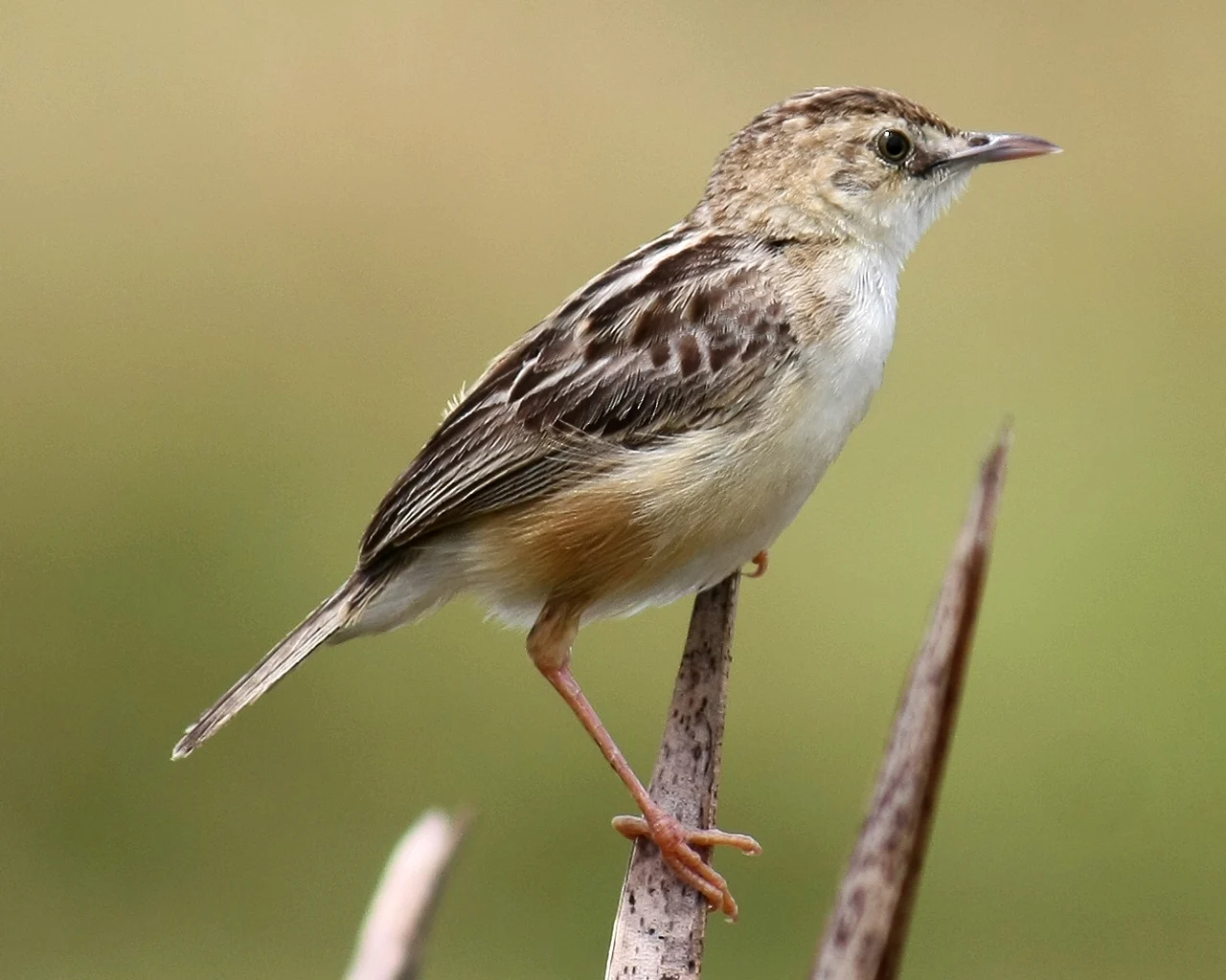 Zitting Cisticola