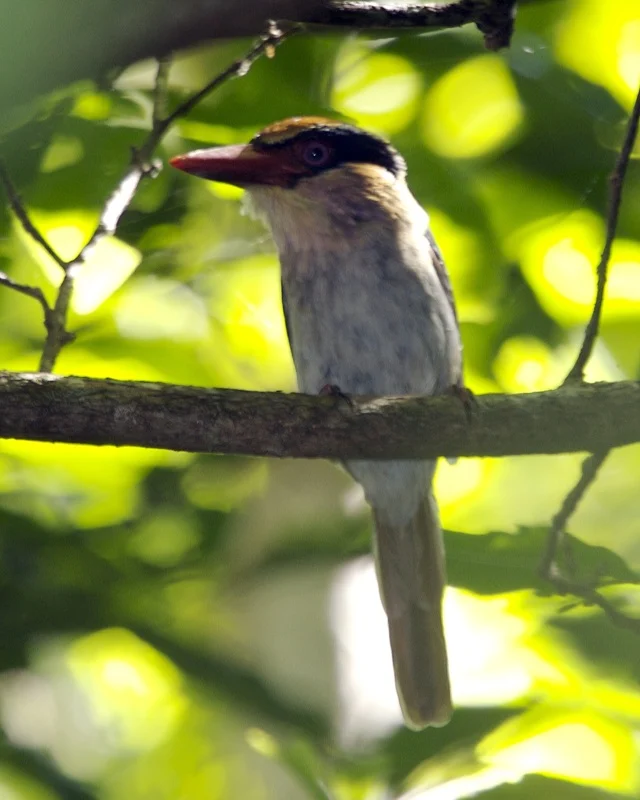 Lilac Kingfisher