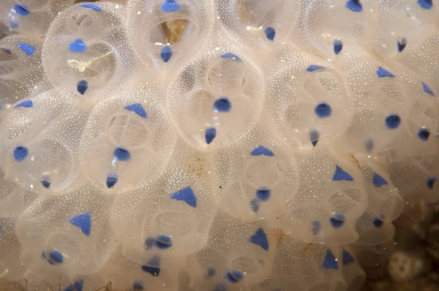 Clavelina australis