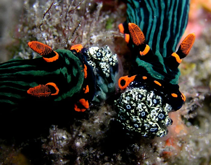 Clavelina baudinensis