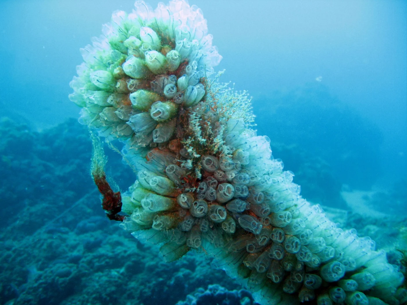 bluestriped light bulb tunicate