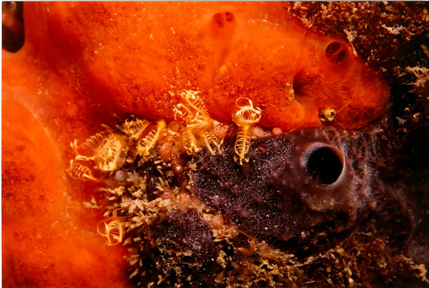 Clavelina fasciculata