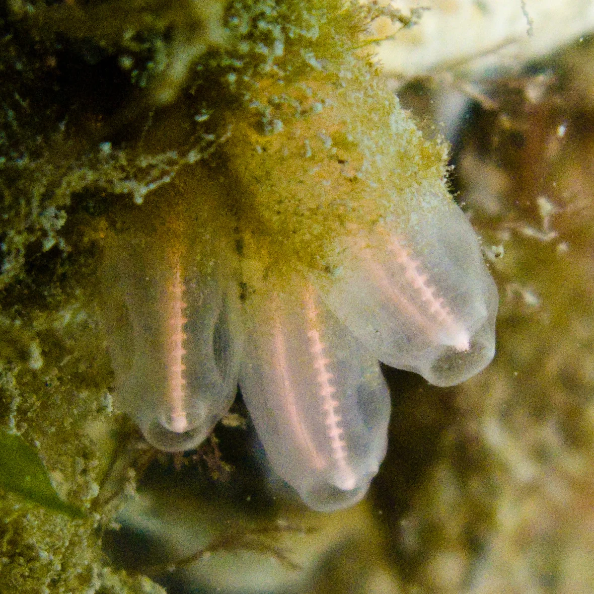 Lightbulb Tunicate