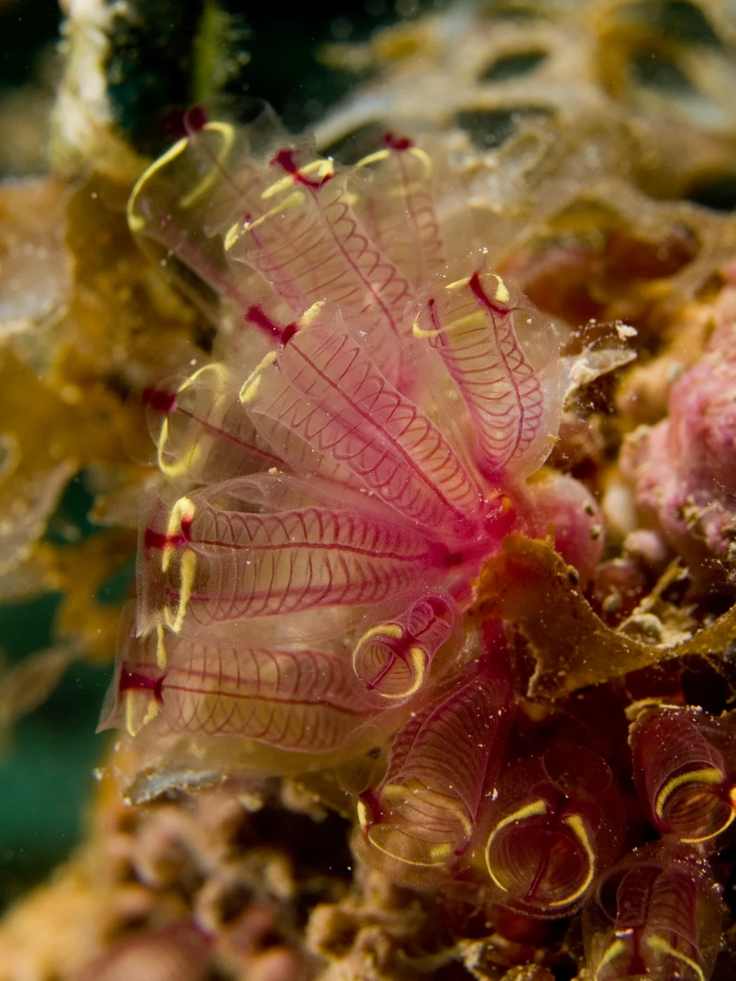painted tunicate