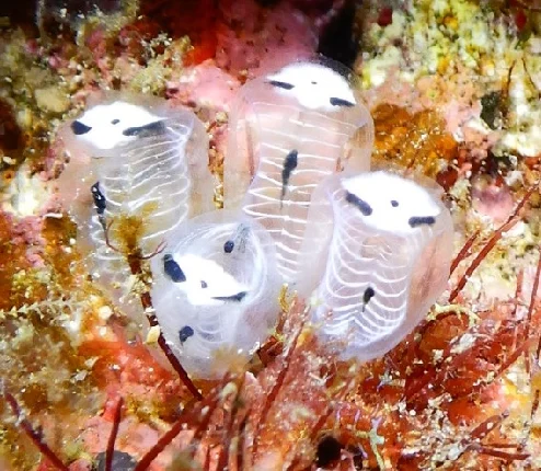 Skeleton Panda Sea Squirt