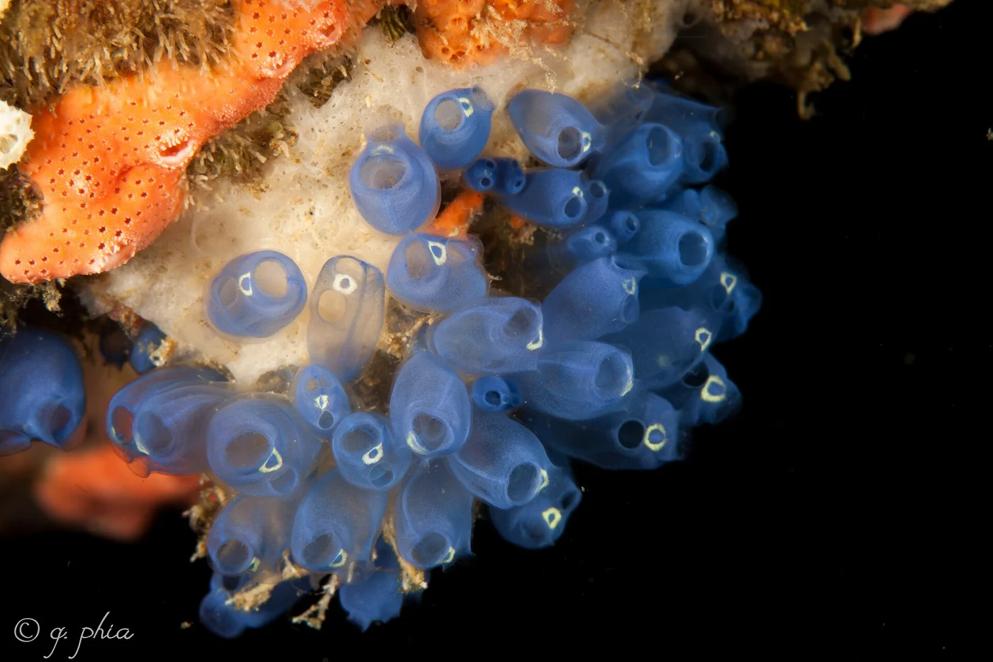 Blue Bell Tunicate