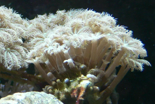 white club coral
