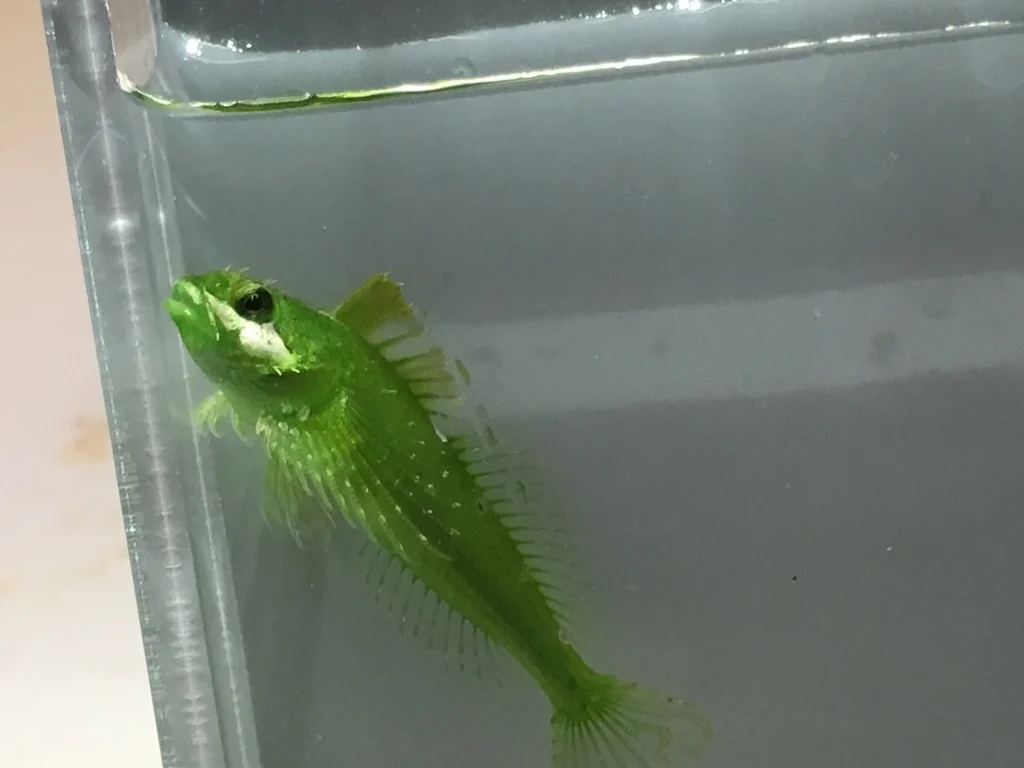 sharpnose sculpin