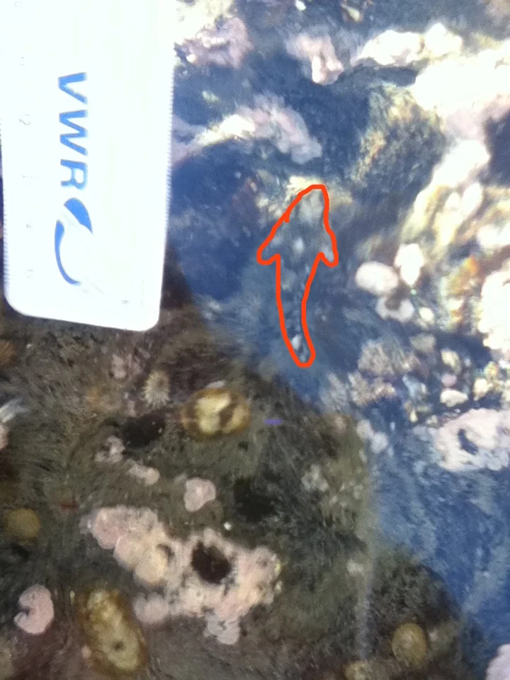 Wooly Sculpin