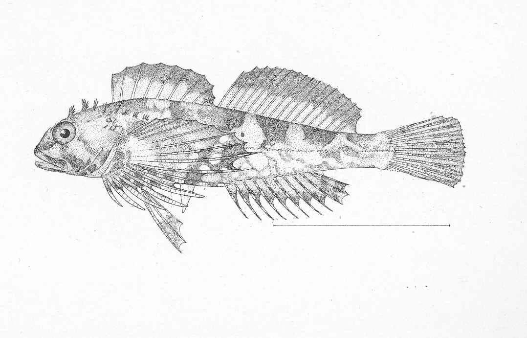 calico sculpin