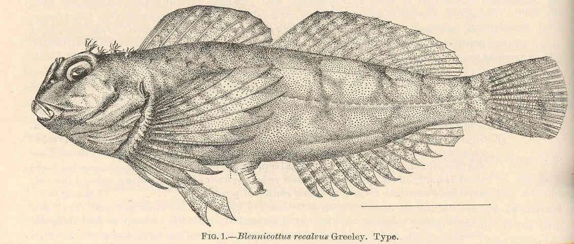 bald sculpin