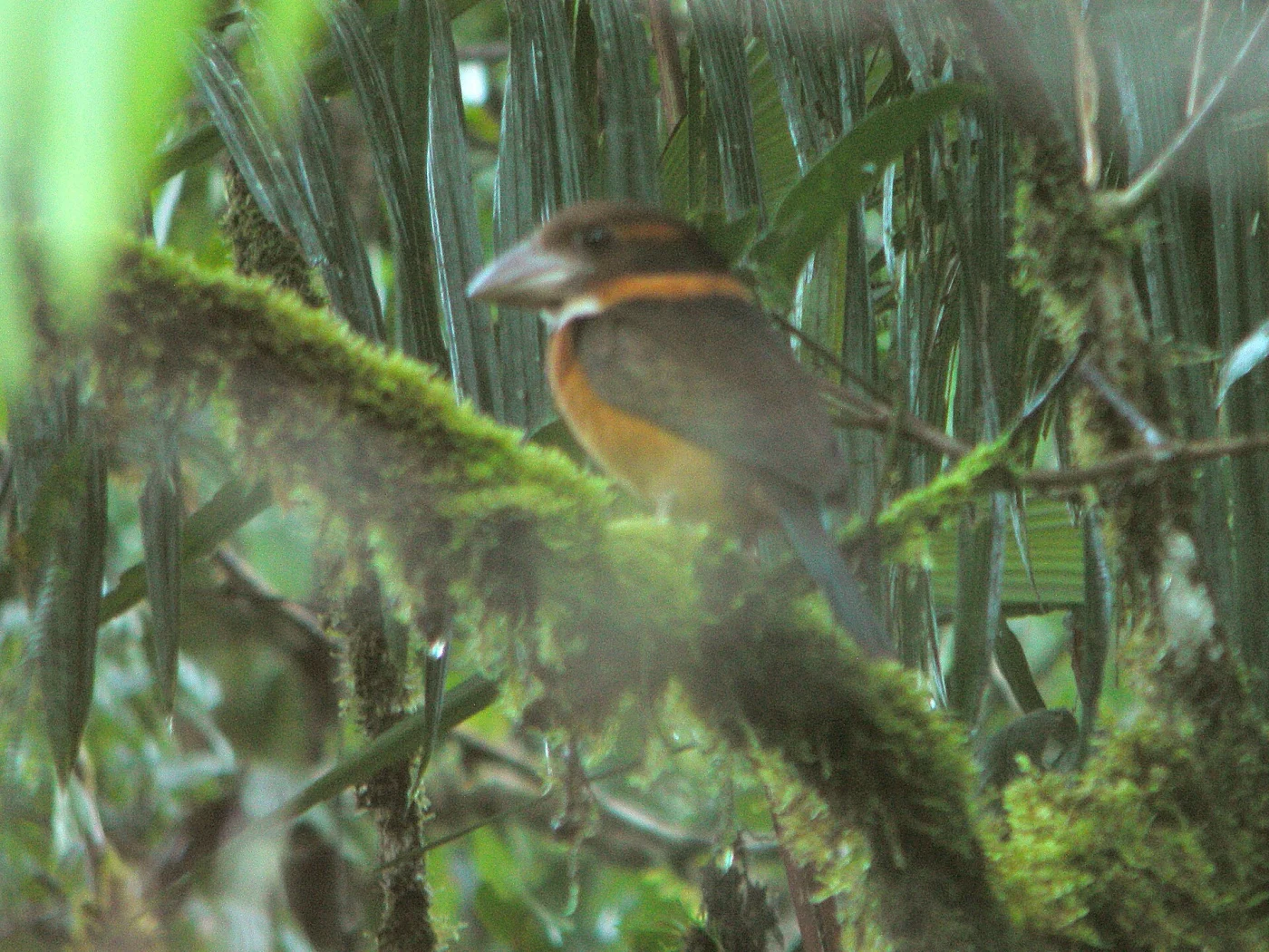 Shovel-billed Kingfisher