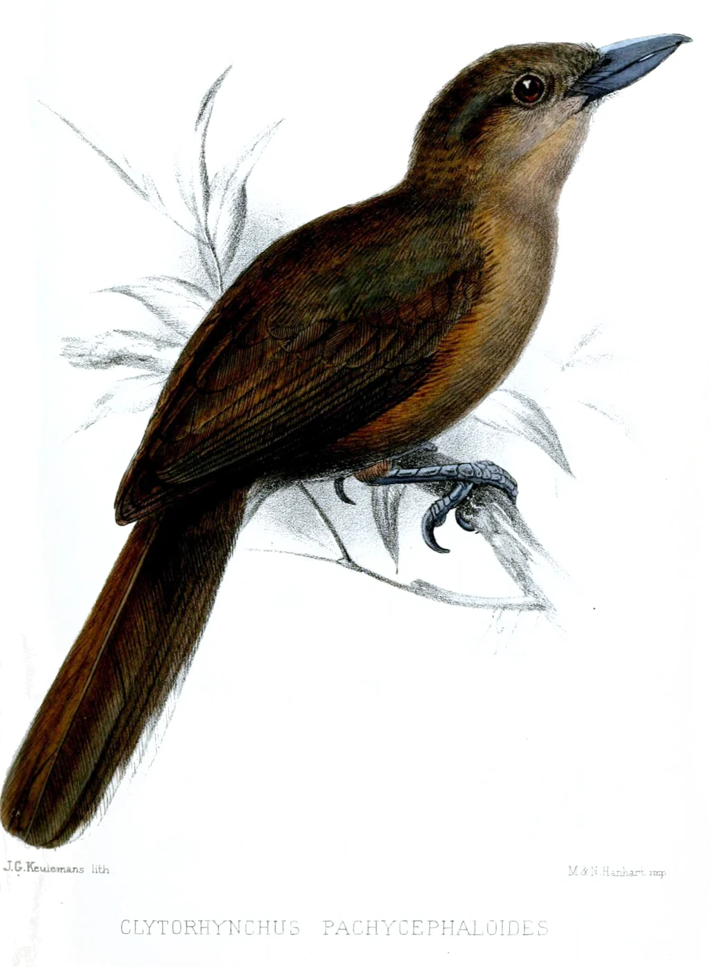Southern Shrikebill