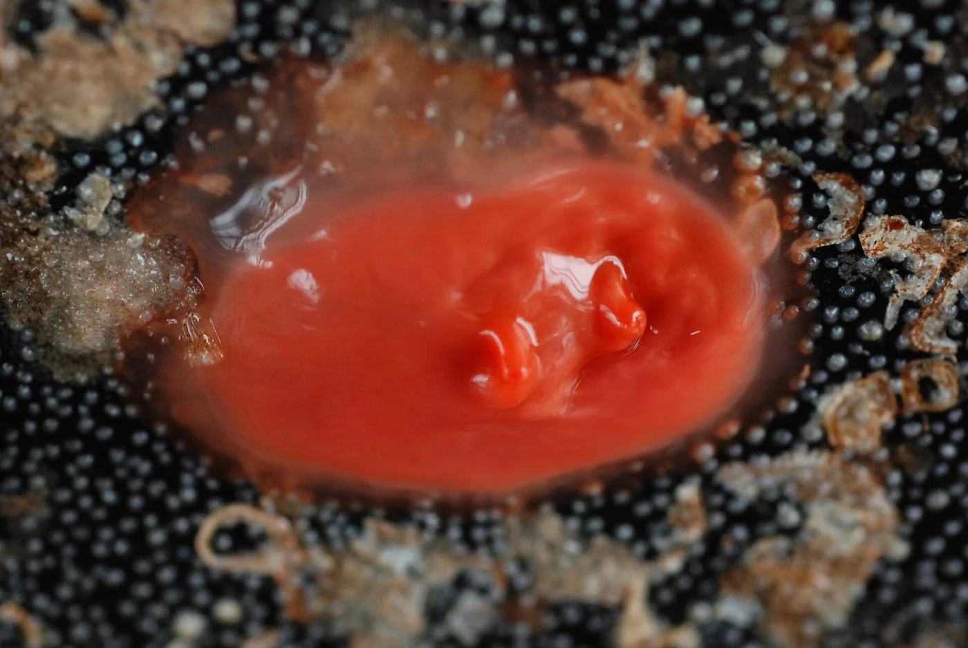 Shiny Red Sea Squirt