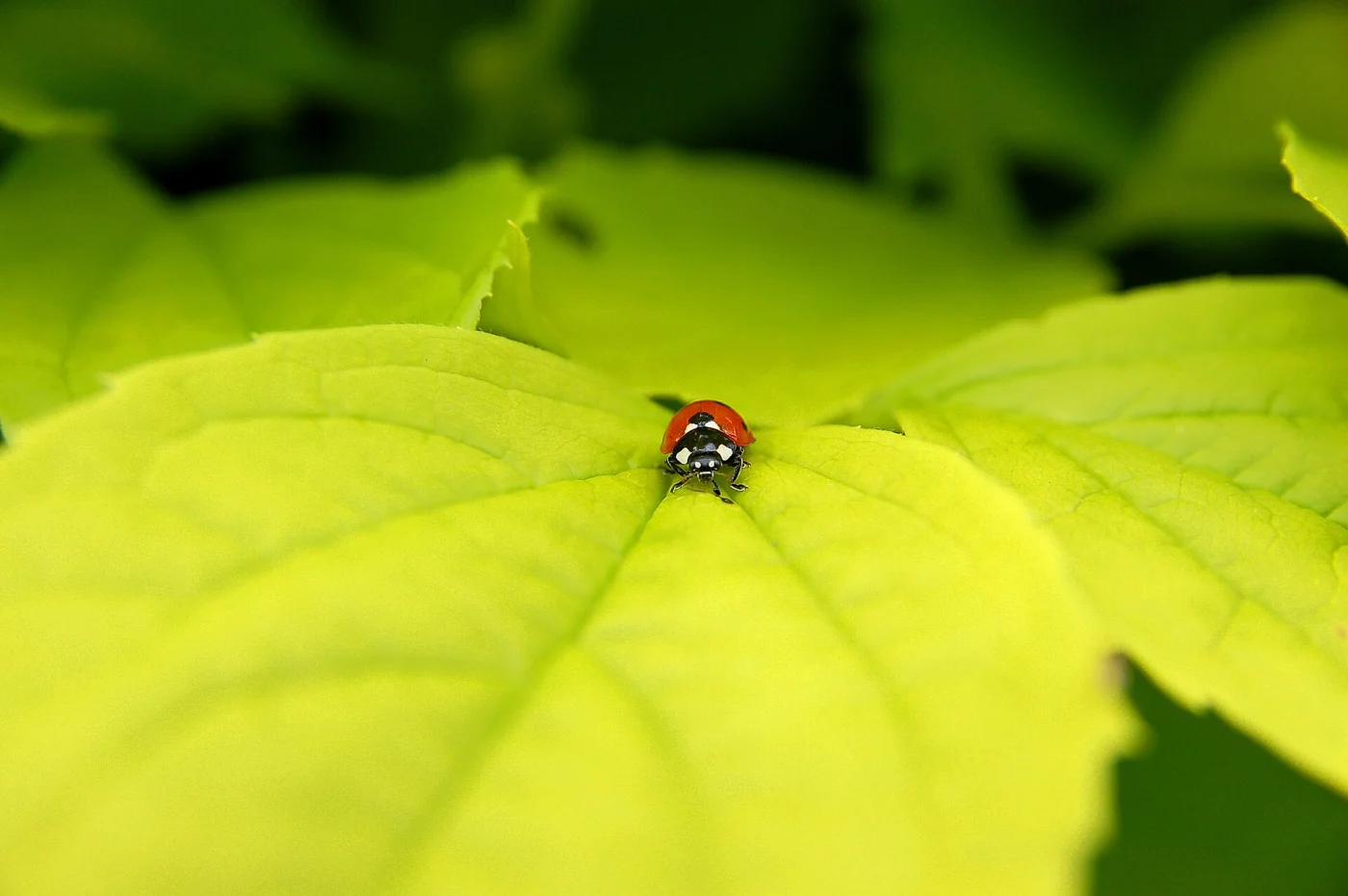 Seven-spotted Ladybird